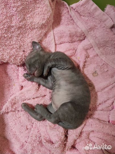 Мальчик корниш рекс