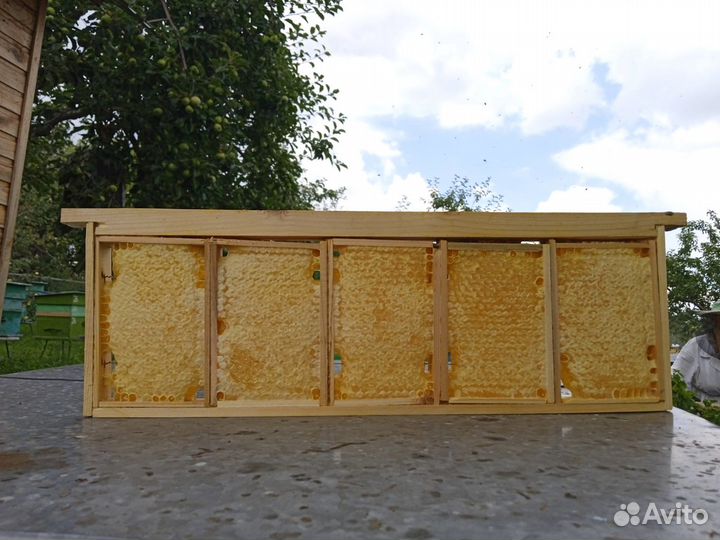 Мёд 2023 Соты, розница, опт