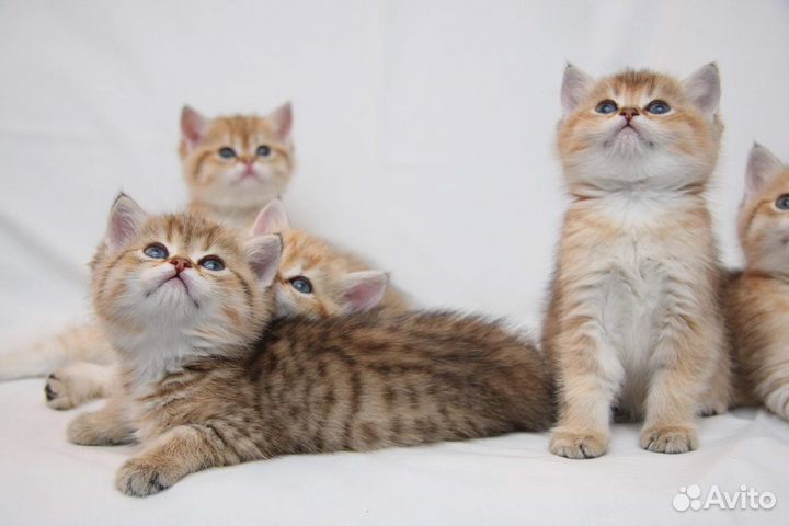 Шотландские котята