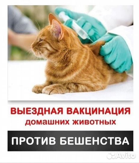 Вакцинация собак и кошек