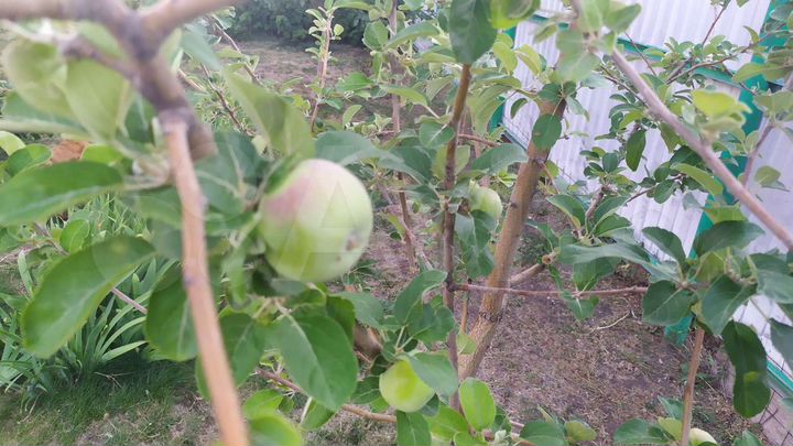 Таунхаус 171,9 м² на участке 7,5 сот.