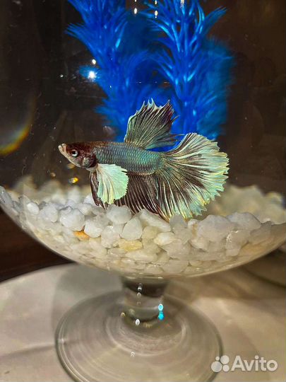 Рыбка петушок с аквариумом