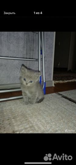 Шатланский котёнок