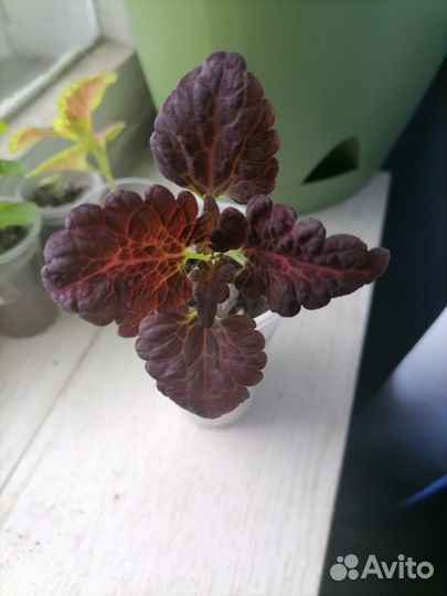 Колеусы сортовые