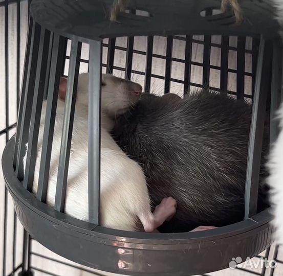 Крысята дамбо