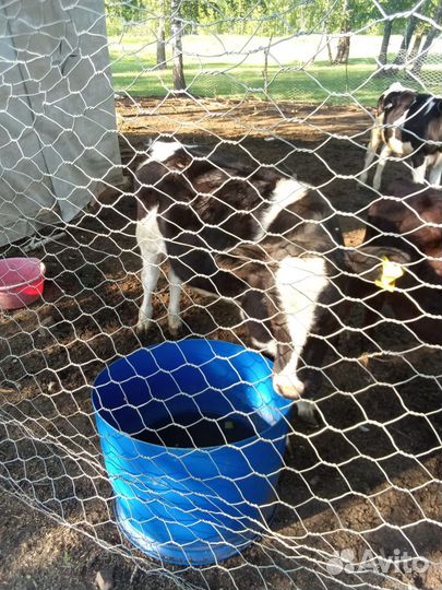 Тёлка 5месяцев