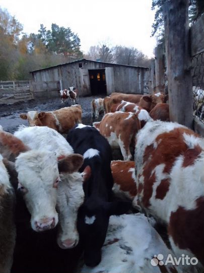 Продам бычков.Сементалы
