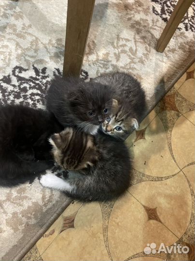 Котята вислоухие