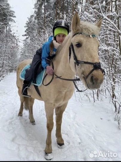 Лошадь в аренду