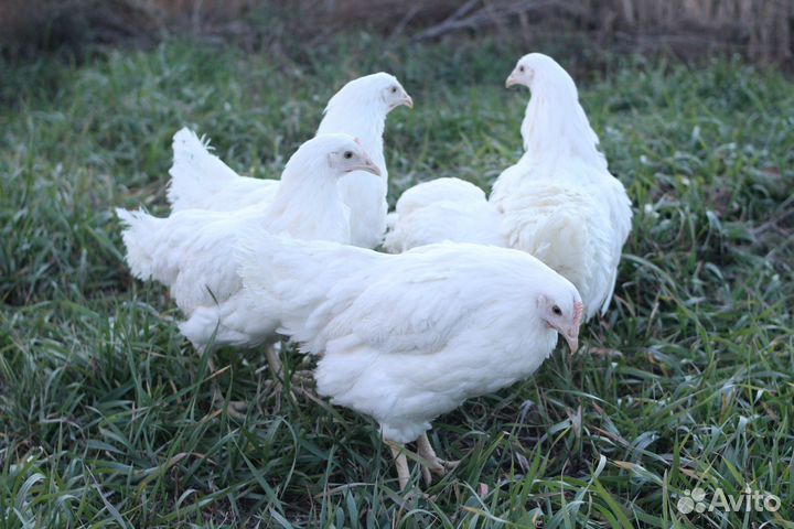 Курочки несушки