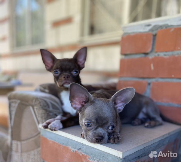 Кобель чихуахуа для вязки