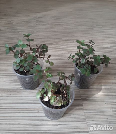 Комнатные цветы, каллизия, юкка