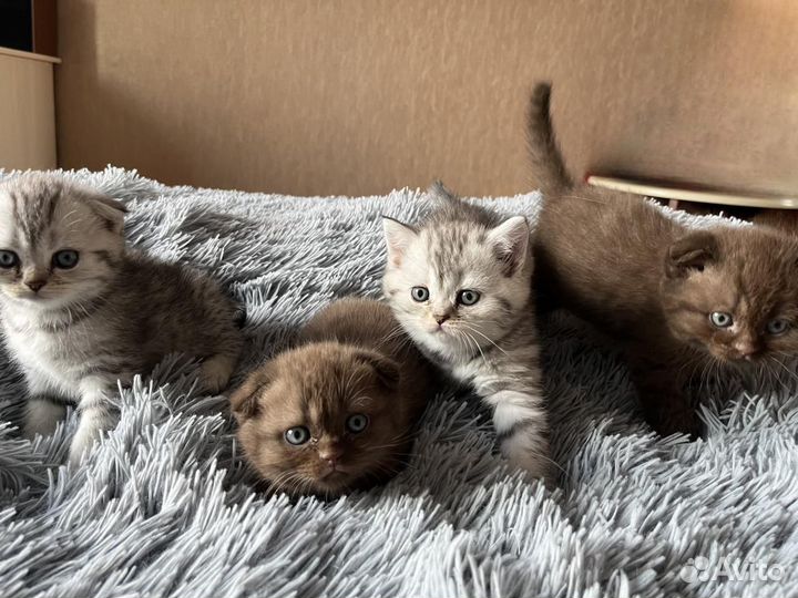 Шотландская