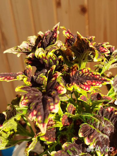 Колеус Гильда