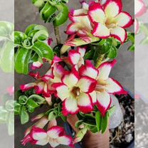 Adenium mini