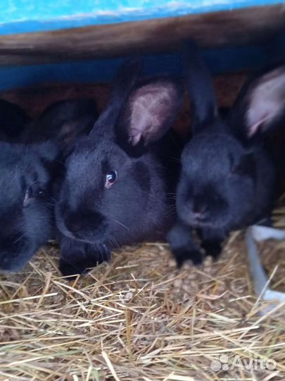 Крольчатина