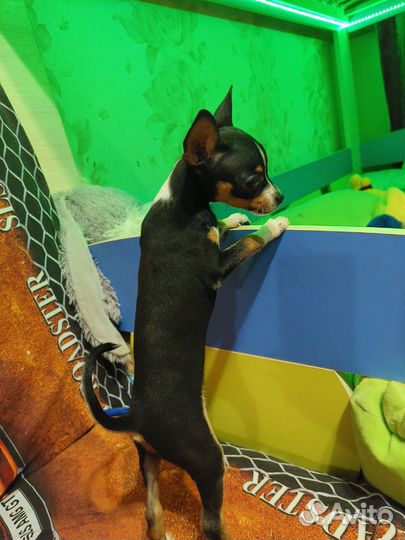 Щенок чихуа