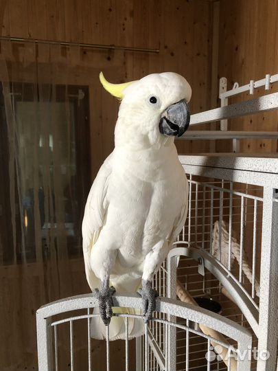 Говорящий попугай какаду