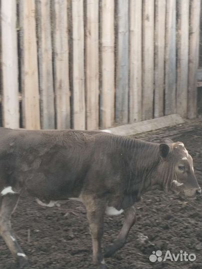 Корова с теленком