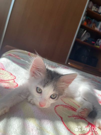 Котёнок в добрые руки