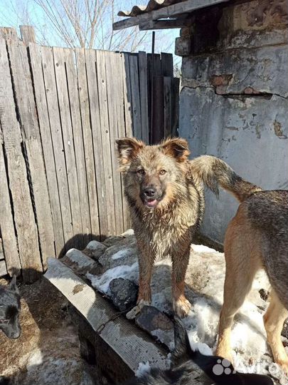 Щенков добрые руки