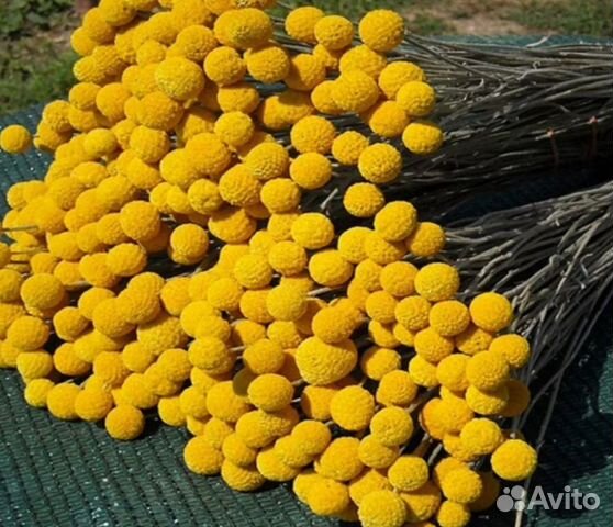 Цветы Краспедия Барабанные палочки семена объявление продам