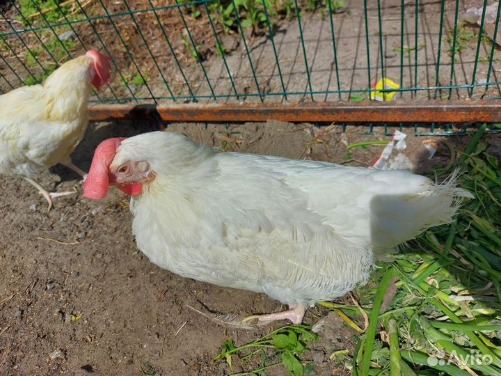 Куры несушки