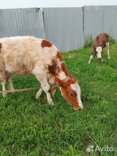 Телята телочки