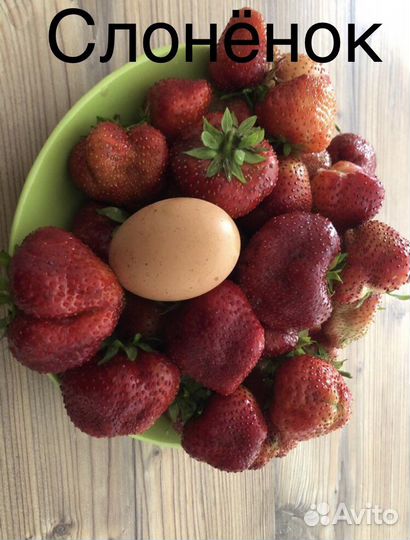 Рассада клубники