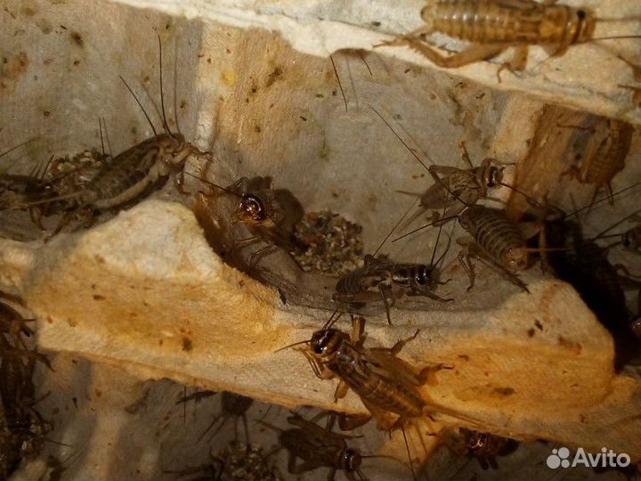 Сверчок живой домовый,двупятнистый,банановый