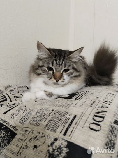 Сибирская кошка