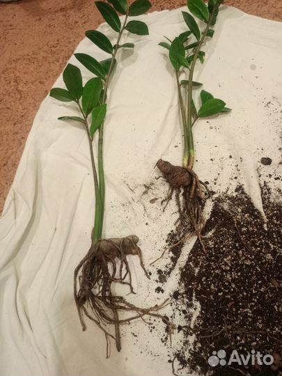 Замиокулькас