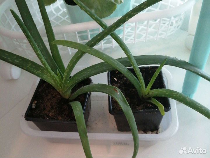 Алоэ вера растение