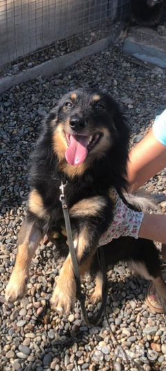 Собака в добрые руки