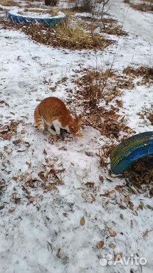 Котик ищет дом