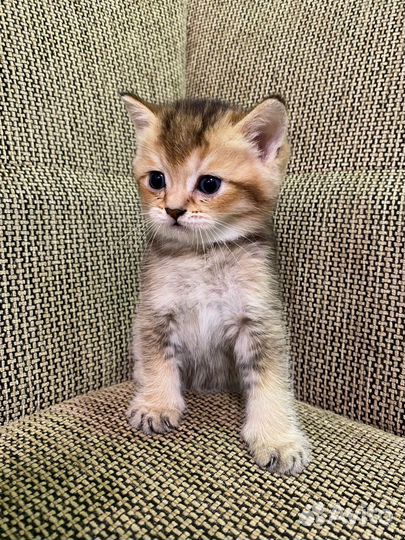 Шотландские котята