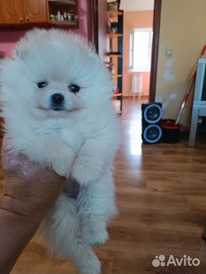 Померанский шпиц мини