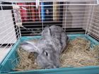 Кролик с клеткой объявление продам