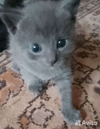 Котята русская голубая