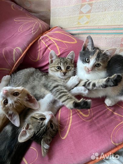 Котята в добрые руки