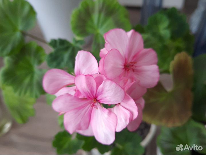 Герань пеларгония