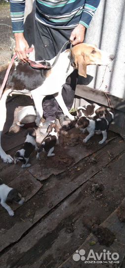 Продам щенков
