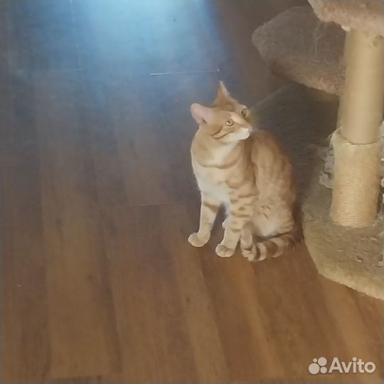 Коты бесплатно