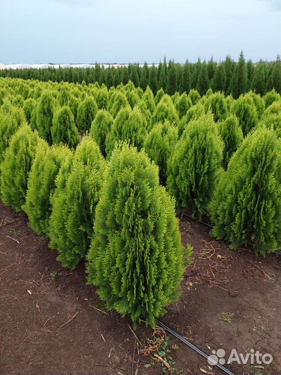 Туя Смарагд, можевельник, ели и многое другое