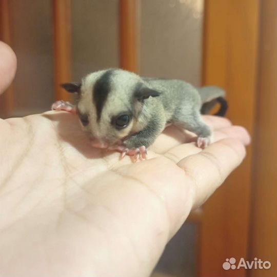 Белка