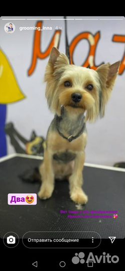 Йоркширский терьер щенки