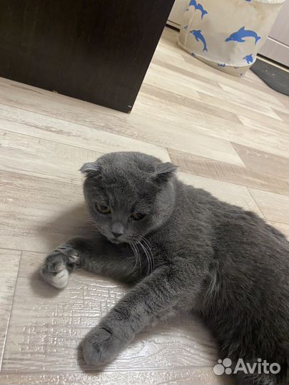 Британская вислоухая кошка