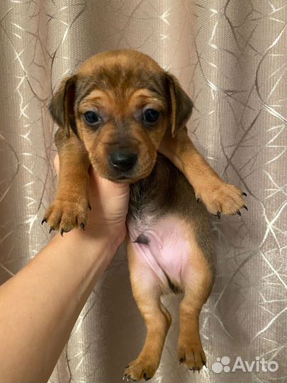 Джек рассел