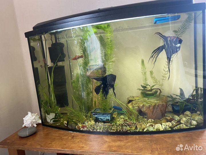 Аквариум