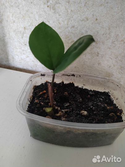 Замиокулькас